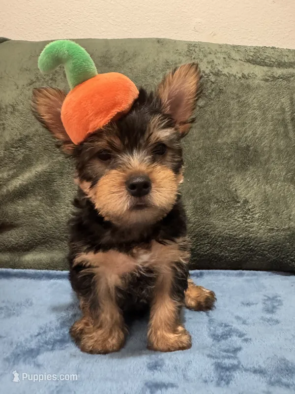 .  – Silky Terrier, Yorkshire Terrier puppy for sale in Frisco, TX