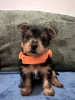 . , a female Silky Terrier and Yorkshire Terrier for sale in Frisco, TX – 3 of 5