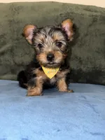 . , a male Silky Terrier and Yorkshire Terrier for sale in Frisco, TX – 2 of 7
