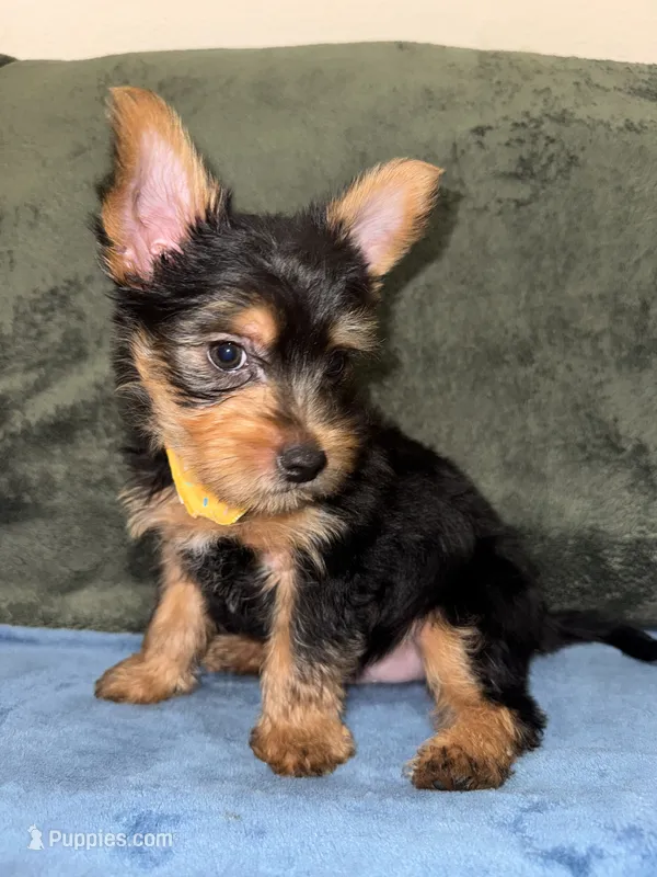 .  , a male Silky Terrier and Yorkshire Terrier for sale in Frisco, TX – 1 of 4