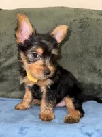 .  , a male Silky Terrier and Yorkshire Terrier for sale in Frisco, TX – 1 of 4