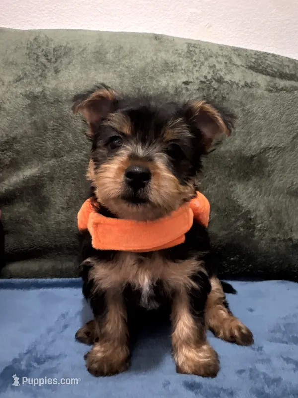 .  – Silky Terrier, Yorkshire Terrier puppy for sale in Frisco, TX