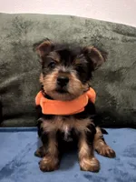 . , a female Silky Terrier and Yorkshire Terrier for sale in Frisco, TX – 1 of 5