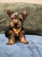 . , a male Silky Terrier and Yorkshire Terrier for sale in Frisco, TX – 3 of 7