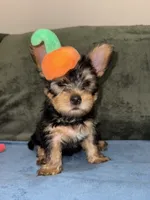 . , a female Silky Terrier and Yorkshire Terrier for sale in Frisco, TX – 3 of 5