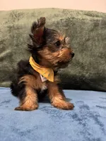 . , a male Silky Terrier and Yorkshire Terrier for sale in Frisco, TX – 5 of 7