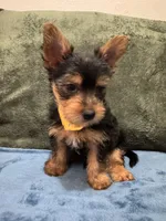 .  , a male Silky Terrier and Yorkshire Terrier for sale in Frisco, TX – 4 of 4