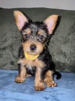 .  , a male Silky Terrier and Yorkshire Terrier for sale in Frisco, TX – 2 of 4
