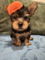 . , a female Silky Terrier and Yorkshire Terrier for sale in Frisco, TX – 5 of 5