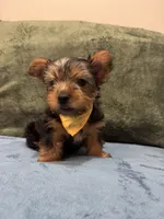 . , a male Silky Terrier and Yorkshire Terrier for sale in Frisco, TX – 4 of 7