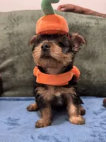 . , a female Silky Terrier and Yorkshire Terrier for sale in Frisco, TX – 2 of 5