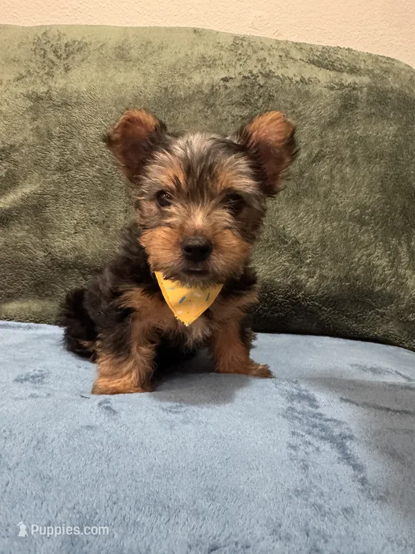 .  – Silky Terrier, Yorkshire Terrier puppy for sale in Frisco, TX