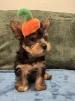 . , a female Silky Terrier and Yorkshire Terrier for sale in Frisco, TX – 4 of 5