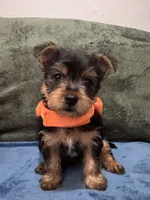 . , a female Silky Terrier and Yorkshire Terrier for sale in Frisco, TX – 4 of 5