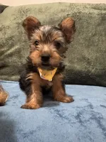 . , a male Silky Terrier and Yorkshire Terrier for sale in Frisco, TX – 6 of 7