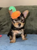 . , a female Silky Terrier and Yorkshire Terrier for sale in Frisco, TX – 2 of 5