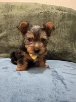 . , a male Silky Terrier and Yorkshire Terrier for sale in Frisco, TX – 7 of 7
