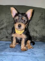 .  , a male Silky Terrier and Yorkshire Terrier for sale in Frisco, TX – 3 of 4