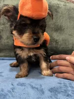 . , a female Silky Terrier and Yorkshire Terrier for sale in Frisco, TX – 5 of 5