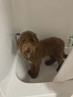 Millie , a female Miniature Goldendoodle for sale in Geraldine, AL – 2 of 4