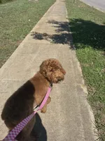 Millie , a female Miniature Goldendoodle for sale in Geraldine, AL – 4 of 4