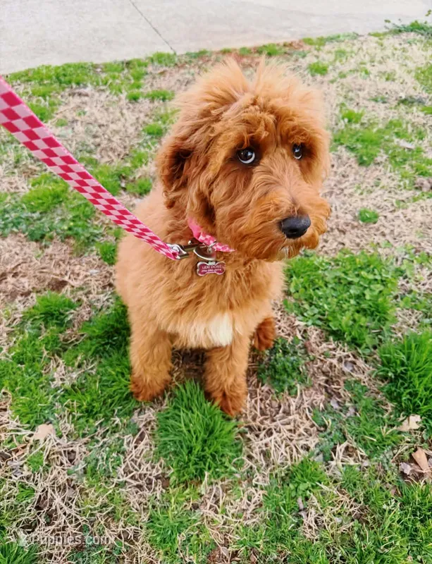 Millie  – Miniature Goldendoodle puppy for sale in Geraldine, AL