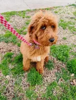 Millie , a female Miniature Goldendoodle for sale in Geraldine, AL – 1 of 4