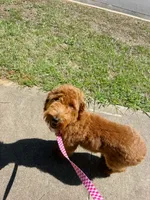 Millie , a female Miniature Goldendoodle for sale in Geraldine, AL – 3 of 4