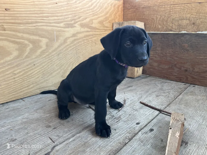 Puppy 3 – Rottweiler, Labrador Retriever puppy for sale in Jamul, CA