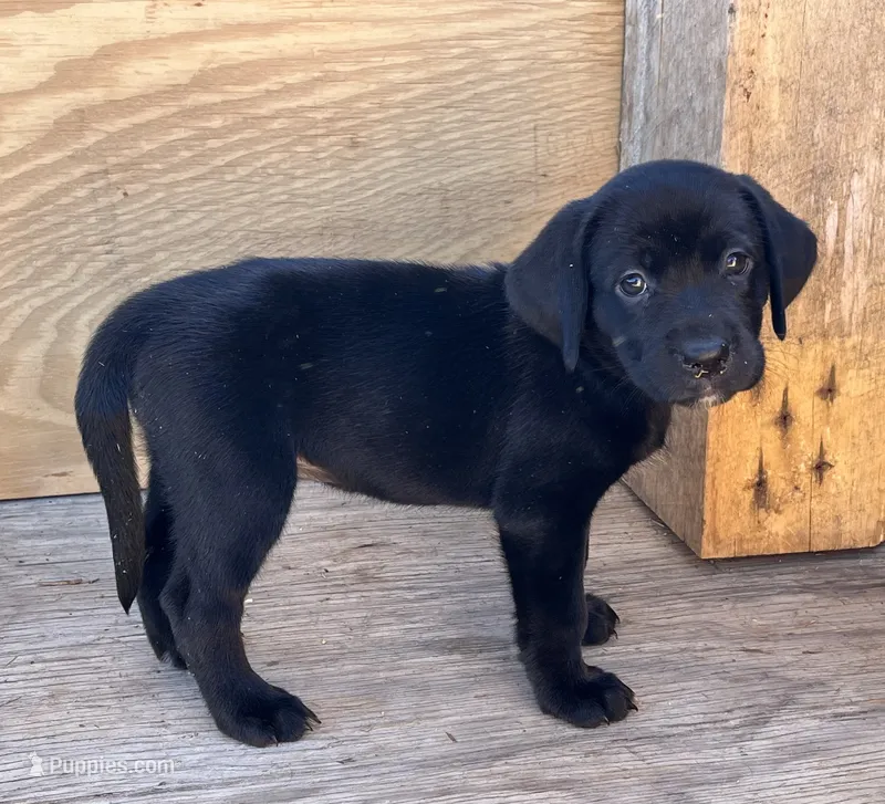 Puppy – Rottweiler, Labrador Retriever puppy for sale in Jamul, CA
