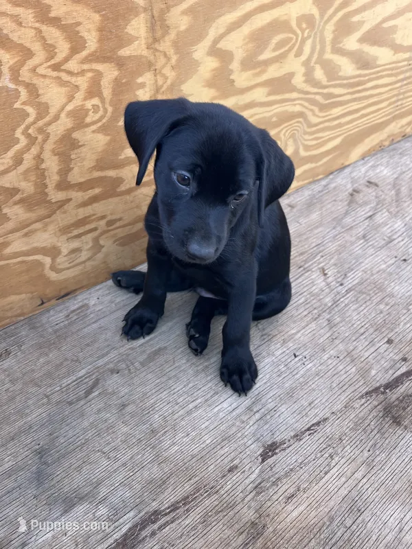 Puppy 2 – Rottweiler, Labrador Retriever puppy for sale in Jamul, CA