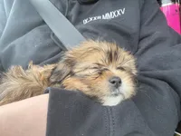 Sir William, a male Shorkie for sale in Canton, OH – 2 of 2