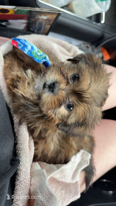Sir William – Shorkie puppy for sale in Canton, OH