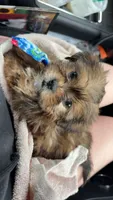 Sir William, a male Shorkie for sale in Canton, OH – 1 of 2