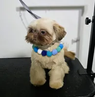 Chucky, a male Shih Tzu for sale in Huntington Station, NY – Photo 5 of 5