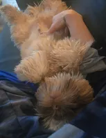 Chucky, a male Shih Tzu for sale in Huntington Station, NY – Photo 4 of 5