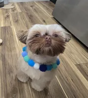 Chucky, a male Shih Tzu for sale in Huntington Station, NY – Photo 3 of 5