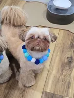 Chucky, a male Shih Tzu for sale in Huntington Station, NY – Photo 2 of 5