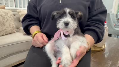 Dalma, a female Miniature Schnauzer for sale in Providence, RI – 2 of 10