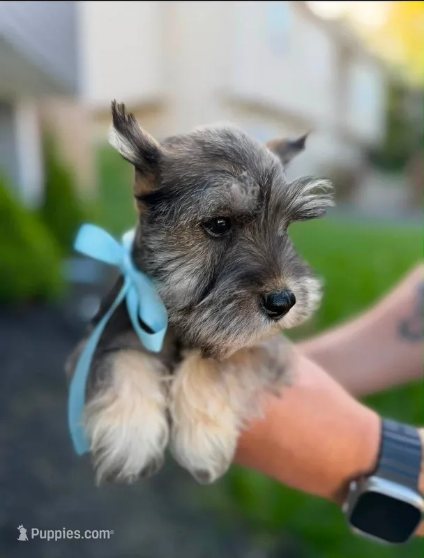 Lennox – Miniature Schnauzer puppy for sale in Providence, RI