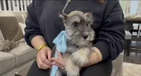 Rac, a male Miniature Schnauzer for sale in Providence, RI – 2 of 5