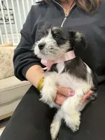 Dalma, a female Miniature Schnauzer for sale in Providence, RI – 7 of 10