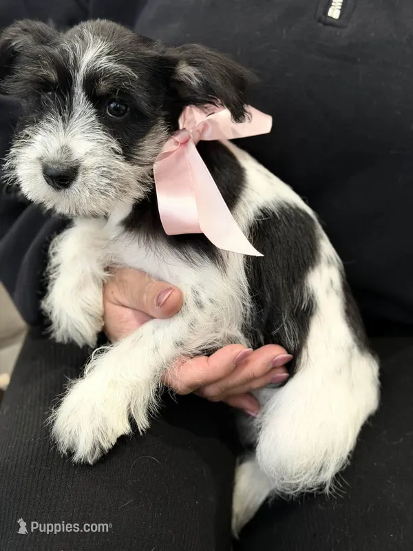 Dalma – Miniature Schnauzer puppy for sale in Providence, RI