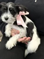 Dalma, a female Miniature Schnauzer for sale in Providence, RI – 1 of 10