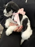 Dalma, a female Miniature Schnauzer for sale in Providence, RI – 4 of 10