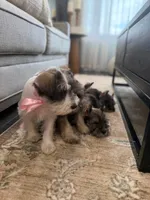 Lennox, a male Miniature Schnauzer for sale in Providence, RI – 5 of 5