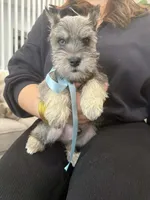 Sky, a male Miniature Schnauzer for sale in Providence, RI – 6 of 10