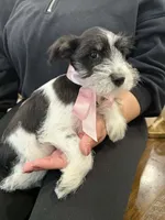 Dalma, a female Miniature Schnauzer for sale in Providence, RI – 10 of 10