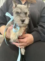 Sky, a male Miniature Schnauzer for sale in Providence, RI – 5 of 10
