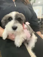 Myla, a female Miniature Schnauzer for sale in Providence, RI – 6 of 9